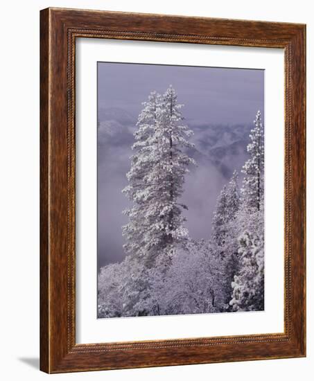 Snowy Trees-Bill Ross-Framed Photographic Print