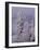 Snowy Trees-Bill Ross-Framed Photographic Print