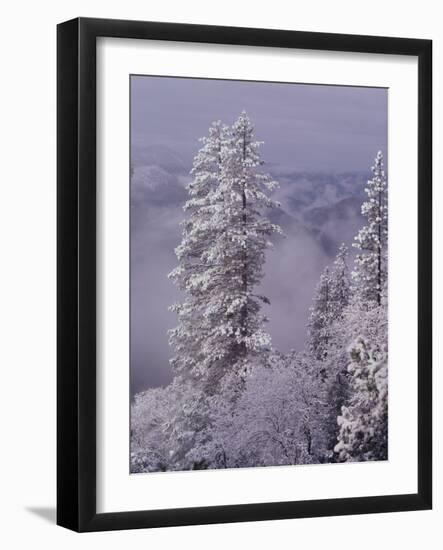 Snowy Trees-Bill Ross-Framed Photographic Print