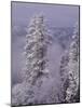 Snowy Trees-Bill Ross-Mounted Photographic Print
