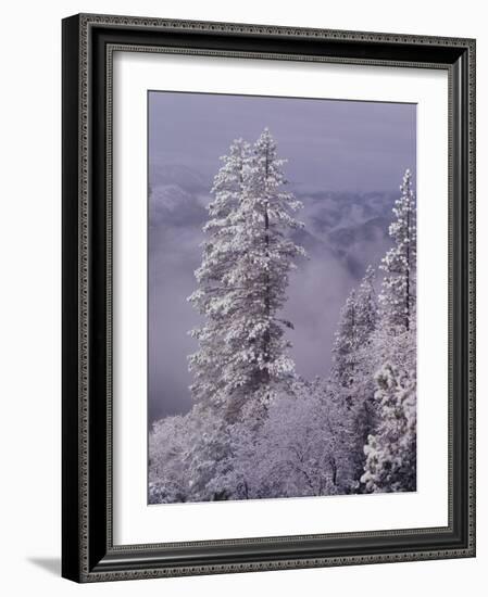 Snowy Trees-Bill Ross-Framed Photographic Print