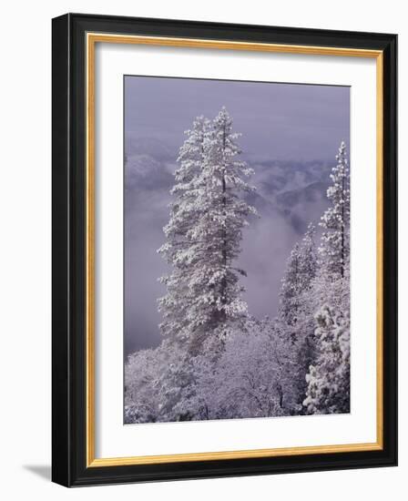 Snowy Trees-Bill Ross-Framed Photographic Print