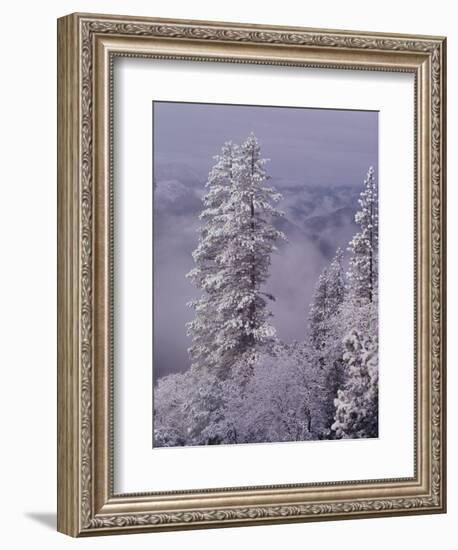 Snowy Trees-Bill Ross-Framed Photographic Print