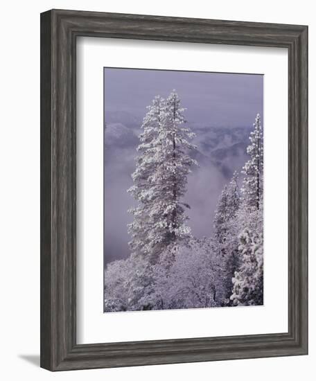 Snowy Trees-Bill Ross-Framed Photographic Print