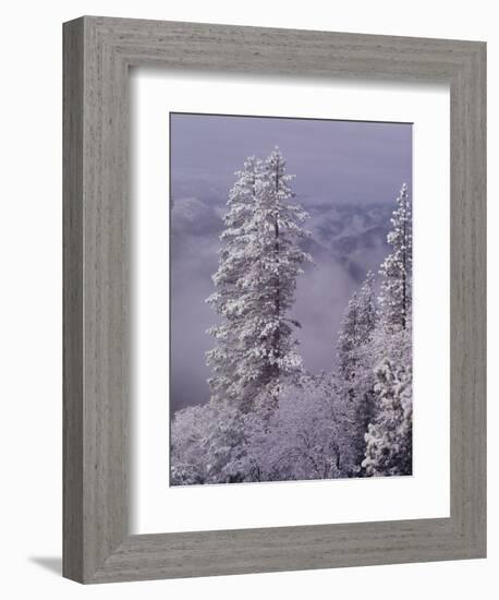 Snowy Trees-Bill Ross-Framed Photographic Print