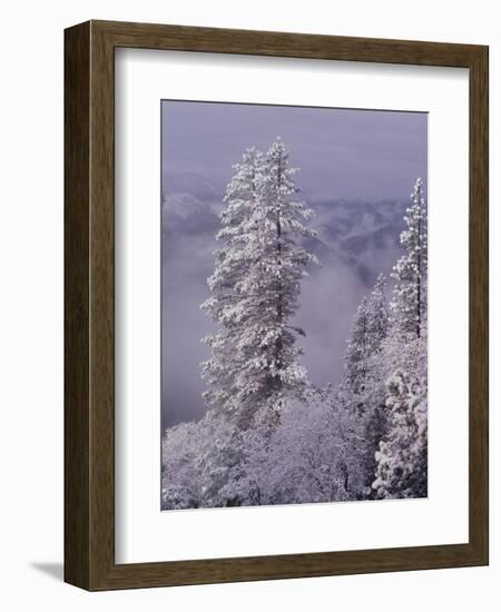 Snowy Trees-Bill Ross-Framed Photographic Print