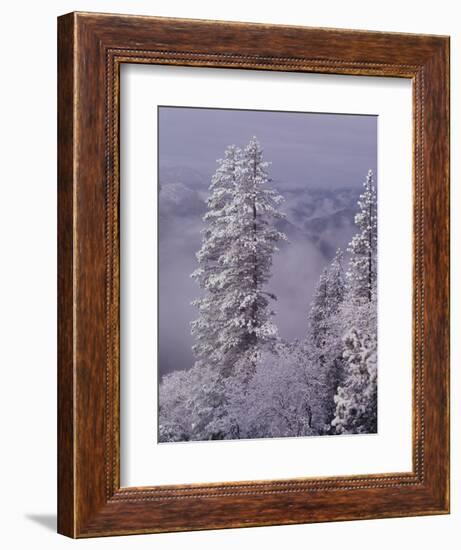 Snowy Trees-Bill Ross-Framed Photographic Print