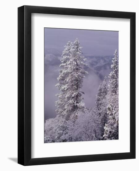 Snowy Trees-Bill Ross-Framed Photographic Print