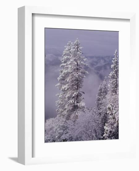 Snowy Trees-Bill Ross-Framed Photographic Print