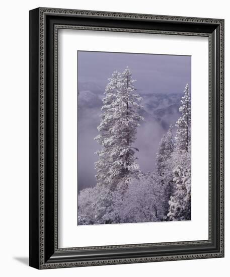 Snowy Trees-Bill Ross-Framed Photographic Print