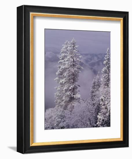 Snowy Trees-Bill Ross-Framed Photographic Print