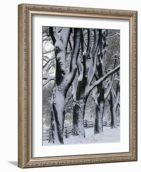 Snowy Weeping Willows, Trees and Fence, Oakland County, Michigan, USA-Claudia Adams-Framed Photographic Print