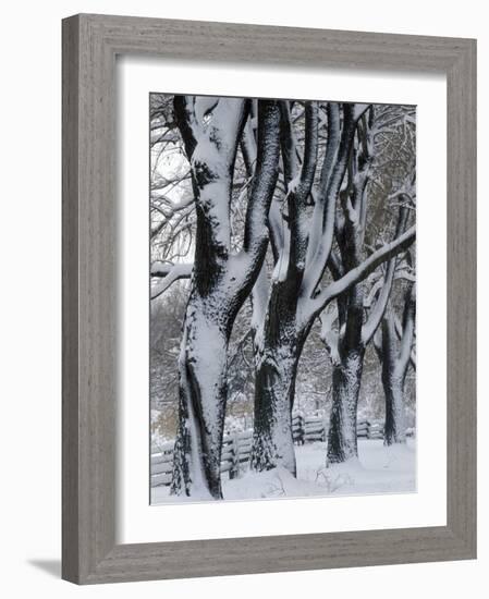 Snowy Weeping Willows, Trees and Fence, Oakland County, Michigan, USA-Claudia Adams-Framed Photographic Print