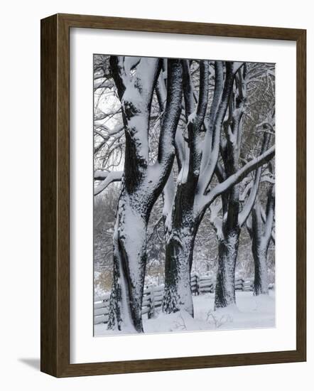 Snowy Weeping Willows, Trees and Fence, Oakland County, Michigan, USA-Claudia Adams-Framed Photographic Print