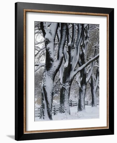 Snowy Weeping Willows, Trees and Fence, Oakland County, Michigan, USA-Claudia Adams-Framed Photographic Print