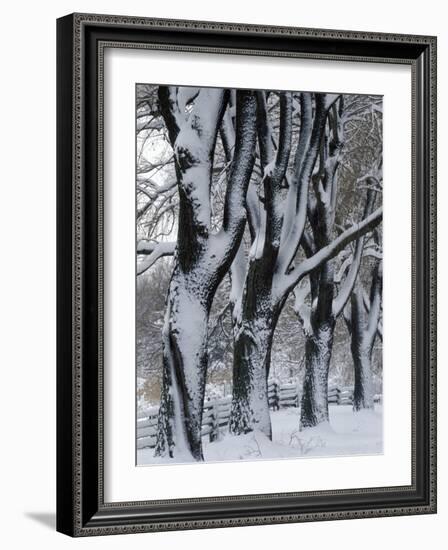 Snowy Weeping Willows, Trees and Fence, Oakland County, Michigan, USA-Claudia Adams-Framed Photographic Print