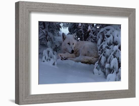 Snowy Wolf-Steve Hunziker-Framed Art Print