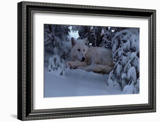 Snowy Wolf-Steve Hunziker-Framed Art Print