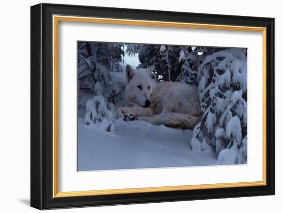 Snowy Wolf-Steve Hunziker-Framed Art Print