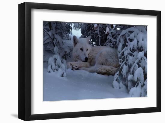 Snowy Wolf-Steve Hunziker-Framed Art Print