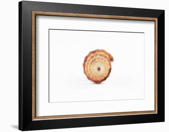 So Pure Collection - Beautiful Close-up of Mitra Compressum-Philippe Hugonnard-Framed Photographic Print