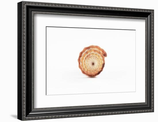 So Pure Collection - Beautiful Close-up of Mitra Compressum-Philippe Hugonnard-Framed Photographic Print