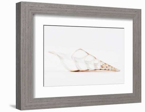 So Pure Collection - Beautiful Cut Tibia Shell II-Philippe Hugonnard-Framed Photographic Print