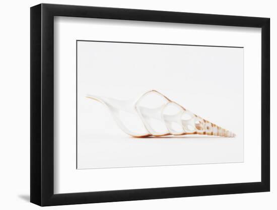 So Pure Collection - Beautiful Cut Tibia Shell II-Philippe Hugonnard-Framed Photographic Print