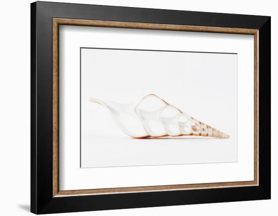 So Pure Collection - Beautiful Cut Tibia Shell II-Philippe Hugonnard-Framed Photographic Print