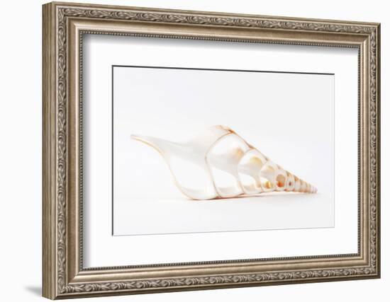 So Pure Collection - Beautiful Cut Tibia Shell III-Philippe Hugonnard-Framed Photographic Print