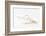 So Pure Collection - Beautiful Cut Tibia Shell III-Philippe Hugonnard-Framed Photographic Print