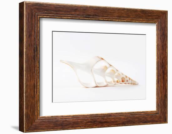 So Pure Collection - Beautiful Cut Tibia Shell III-Philippe Hugonnard-Framed Photographic Print