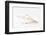 So Pure Collection - Beautiful Cut Tibia Shell III-Philippe Hugonnard-Framed Photographic Print