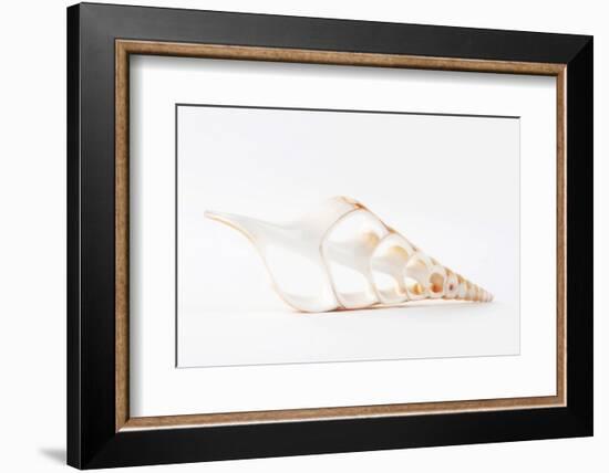 So Pure Collection - Beautiful Cut Tibia Shell III-Philippe Hugonnard-Framed Photographic Print