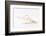 So Pure Collection - Beautiful Cut Tibia Shell III-Philippe Hugonnard-Framed Photographic Print