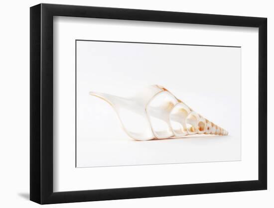 So Pure Collection - Beautiful Cut Tibia Shell III-Philippe Hugonnard-Framed Photographic Print