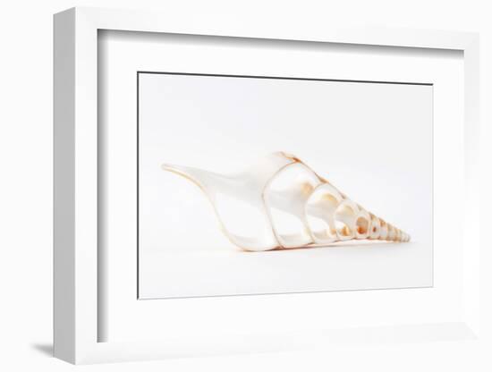 So Pure Collection - Beautiful Cut Tibia Shell III-Philippe Hugonnard-Framed Photographic Print