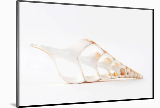 So Pure Collection - Beautiful Cut Tibia Shell III-Philippe Hugonnard-Mounted Photographic Print