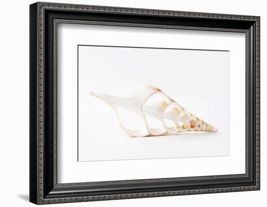 So Pure Collection - Beautiful Cut Tibia Shell III-Philippe Hugonnard-Framed Photographic Print