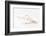 So Pure Collection - Beautiful Cut Tibia Shell III-Philippe Hugonnard-Framed Photographic Print