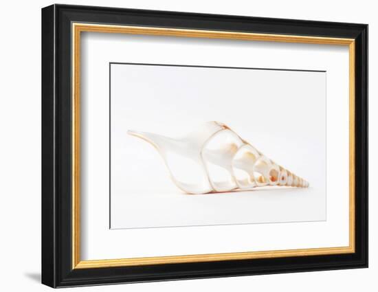 So Pure Collection - Beautiful Cut Tibia Shell III-Philippe Hugonnard-Framed Photographic Print