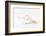 So Pure Collection - Beautiful Cut Tibia Shell III-Philippe Hugonnard-Framed Photographic Print