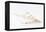 So Pure Collection - Beautiful Cut Tibia Shell III-Philippe Hugonnard-Framed Premier Image Canvas