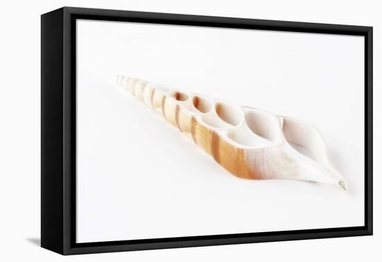 So Pure Collection - Beautiful Cut Tibia Shell-Philippe Hugonnard-Framed Premier Image Canvas