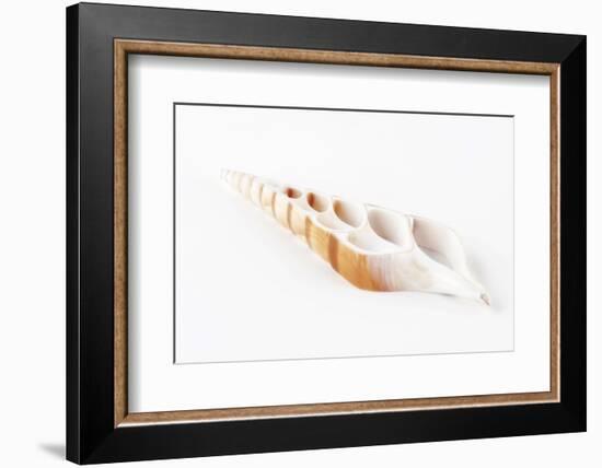 So Pure Collection - Beautiful Cut Tibia Shell-Philippe Hugonnard-Framed Photographic Print