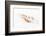 So Pure Collection - Beautiful Cut Tibia Shell-Philippe Hugonnard-Framed Photographic Print