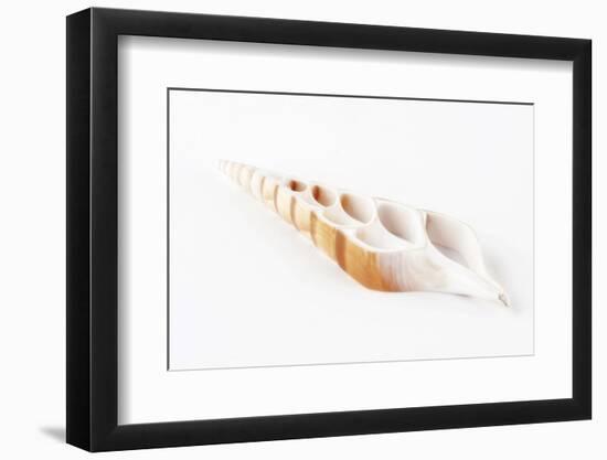 So Pure Collection - Beautiful Cut Tibia Shell-Philippe Hugonnard-Framed Photographic Print
