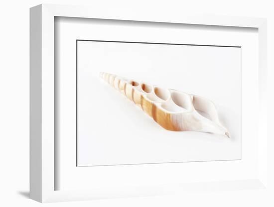 So Pure Collection - Beautiful Cut Tibia Shell-Philippe Hugonnard-Framed Photographic Print