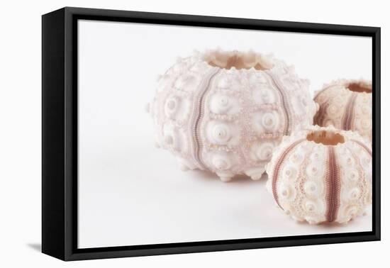 So Pure Collection - Beautiful White Sea Urchin shells II-Philippe Hugonnard-Framed Premier Image Canvas