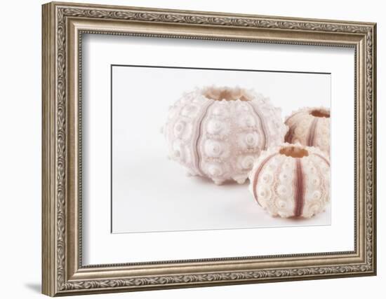 So Pure Collection - Beautiful White Sea Urchin shells II-Philippe Hugonnard-Framed Photographic Print